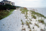 New dunes on Amelia Island '97 by Richard A. Davis and University of South Florida -- Tampa Library