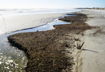 Marsh Deposits In Mud; N. Anastasia Island, Fl