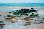 Exposed peat and coquina at Matanzas Inlet, Fla