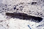 Oil under Beach Sediment in Pinellas County, Florida by Richard A. Davis