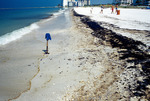 Oiled Beach at Lknw Long Key by Richard A. Davis
