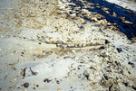 Oil-polluted sand on a beach in Pinellas County, Florida by Richard A. Davis and University of South Florida -- Tampa Library