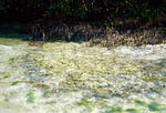Oil in Tidal Area on Eleanor Island, Florida by Richard A. Davis