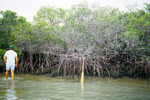 Oiled and Dead Mangroves Northwest Corner of Eleanor Island