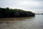 Oil Mark on Mangroves, Eleanor Island, Florida, A by Richard A. Davis