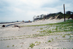 Opportunistic Vegetation during Beach Nourishment Project on Amelia Island, Florida