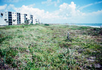 Progradation on E. coast Fla.; over decades by Richard A. Davis and University of South Florida -- Tampa Library