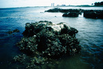 Oysters on Island Bedrock by Richard A. Davis and University of South Florida -- Tampa Library