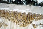 Root Casts in Dunes on Fla. Panhandle by Richard A. Davis and University of South Florida -- Tampa Library