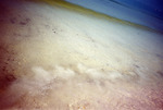 Water and sand polluted with oil by Richard A. Davis and University of South Florida -- Tampa Library