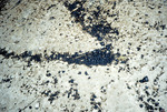 Sand polluted with oil [5] by Richard A. Davis and University of South Florida -- Tampa Library