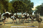 At the Ostrich Farm, Jacksonville, Fla., (Ostriches fighting)