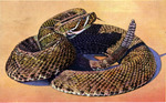 6 ft. diamond-back rattlesnake at the Florida Reptile Institute, Silver Springs, Florida