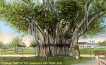 Banyan tree at the barracks, Key West, Florida