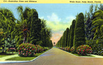 Australian pines and hibiscus, Wells Road, Palm Beach, Florida by Hampton Dunn