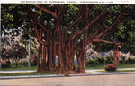 The Banyan Tree, St. Petersburg, Florida, "The Sunshine City"