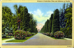 Avenue of Australian pines and hibiscus in Florida by Hampton Dunn