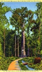 Cypress Methuselah (said to be over 3,500 years old), Florida by Hampton Dunn