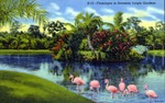 Flamingos in Sarasota Jungle Gardens by Hampton Dunn