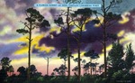 A Florida sunset as seen through Caribbean pines