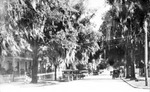 A Florida street in the early twentieth century
