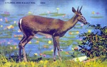 A Florida deer in a lily pond