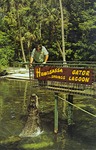 Homosassa Springs Gator Lagoon