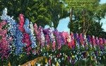 Hedge of sweet peas at Eola Park, Orlando, Florida, "The City Beautiful" by Hampton Dunn