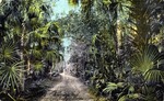 The Jungle Road at Twilight, Florida by Hampton Dunn