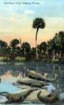 The Home of the alligator, Florida by Hampton Dunn