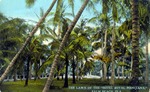 The Lawn of the Hotel Royal Poinciana, Palm Beach, Florida by Hampton Dunn