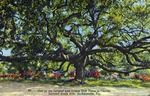 One of the largest and oldest oak trees in Florida, located south side, Jacksonville, Florida by Hampton Dunn