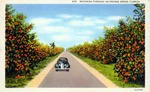 Motoring through an orange grove, Florida by Hampton Dunn