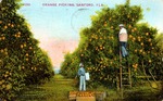Orange picking, Sanford, Florida by Hampton Dunn