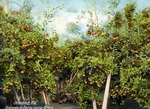 Ormon, Florida Oranges in Santa Lucia Grove by Hampton Dunn