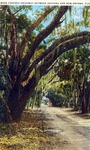 Moss covered driveway between Daytona and New Smyrna, Florida by Hampton Dunn