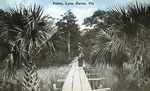 Palms, Lynn Haven, Florida by Hampton Dunn