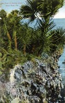 The Point of Merritt Island, Indian River, Florida by Hampton Dunn
