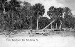 Palmettos, DeSoto Park, Tampa, Florida by Hampton Dunn