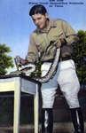 Ross Allen milking Florida diamond-back rattlesnake for venom by Hampton Dunn