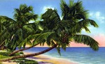Palm fringed coast of the Florida Keys by Hampton Dunn
