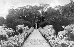 Rose Garden, Dungeness, Carnegie's winter residence, Fernandina, Florida by Hampton Dunn