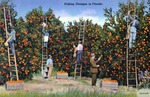 Picking oranges in Florida by Hampton Dunn