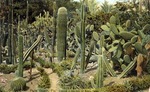 Palm Beach, Florida Cactus - The Garden of Eden by Hampton Dunn