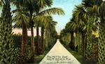 Palmetto Ave., Palm Beach, Florida by Hampton Dunn