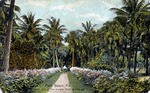 Palm Beach, Florida, south end of the jungle trail at orange grove by Hampton Dunn