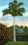 Royal palm and Hibiscus, Palm Beach, Florida by Hampton Dunn