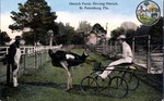 Ostrich farm, driving ostrich, St. Petersburg, Florida by Hampton Dunn