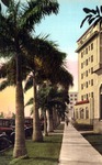 Royal palm Walk at Soreno Hotel, St. Petersburg, Florida by Hampton Dunn