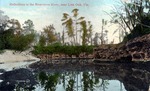 Reflections in the Suwannee River, near Live Oak, Florida by Hampton Dunn